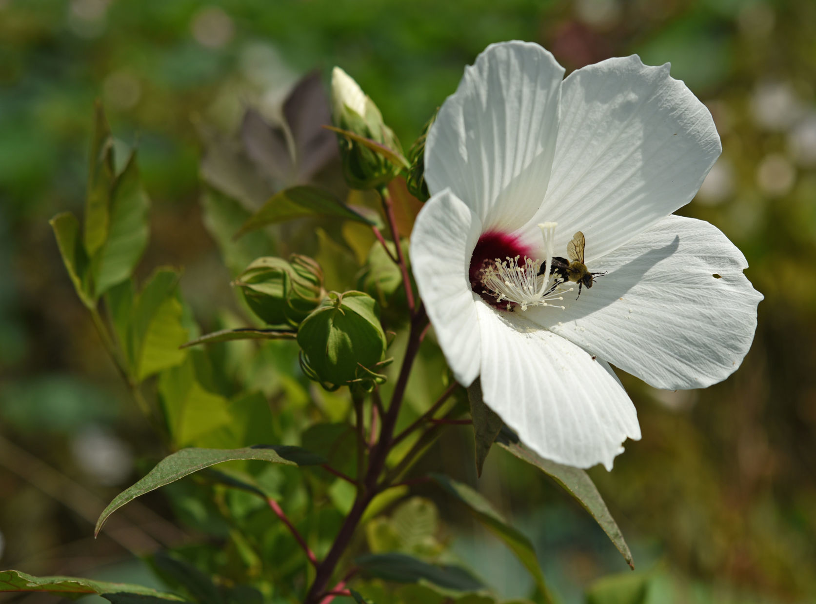 Hibiscus